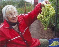 Ухаживаем за виноградом — Советская Чувашия