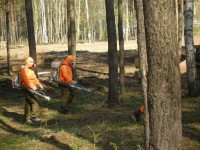 обработка лесных участков
