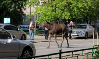 Среди машин лосям не место. Фото с сайта metronews.ru