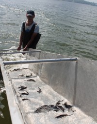 Всего в водоемы за последние годы выпущено 2,7 миллионов мальков ценных пород рыб.