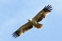 Размах крыльев солнечного орла достигает двух метров. Фото media73.ru