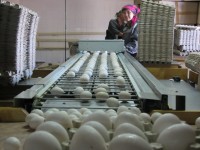 К 1 декабря валовой сбор яиц составит 90 млн. штук. Фото Леонида НИКИТИНА