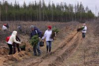 В апреле этого года в Заволжье было высажено около 17 тысяч двухлетних сеянцев сосны. Фото cap.ru