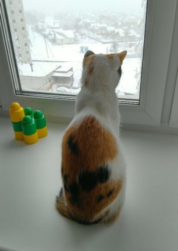 В окно смотрела кошка на снег и на метель, Ей захотелось снова в теплую постель... Фото Валерия Козлова
