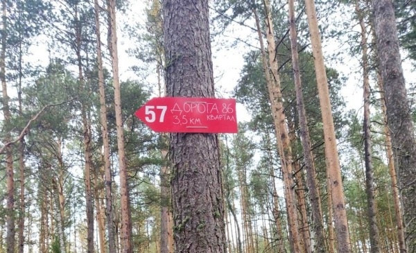 Новые указатели для туристов и грибников появились в лесах двух республик