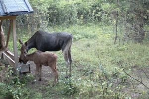 Сурки-фотомодели и жизнь на болоте